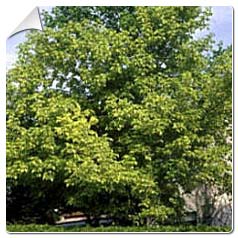 acer negundo